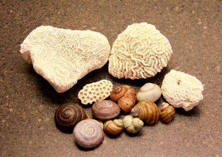 snail shells & coral
